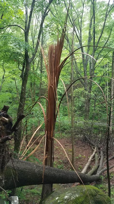 Exploded Tree 的图像结果