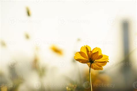 Cosmos Flower Wallpaper