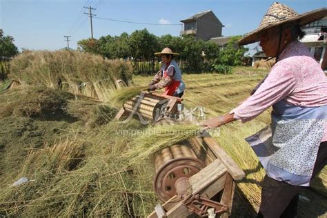 浙江台州：金丝草种植加工铺就致富路-人民图片网