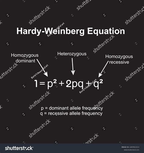 Hardy-weinberg Principle Known Hardy Weinberg Equilibrium Stock Vector ...