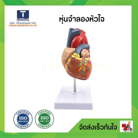 Image result for Blood Circulation Model
