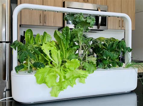 The Easiest Way to Grow Herbs Indoors at Home | ADDICTED