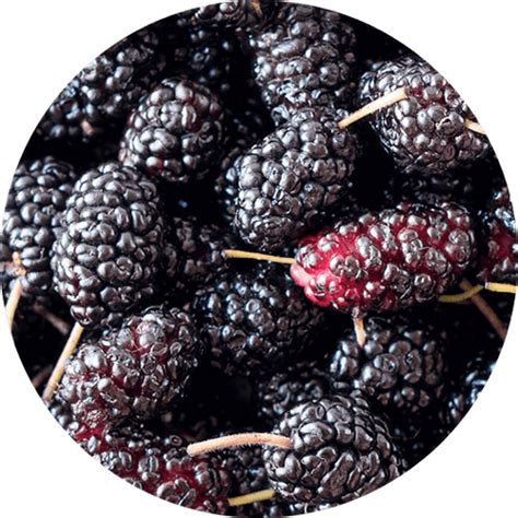Mulberry Honey Jam | No Sugar | No preservatives | Real fruits and ...