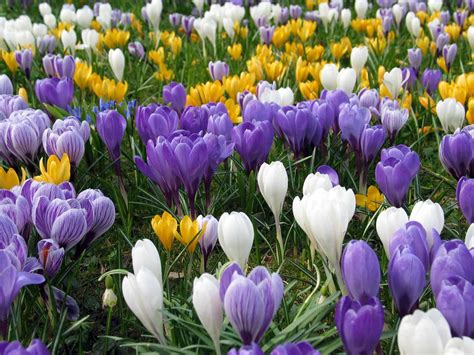 Rezultat imagine pentru Crocus Planting Guide