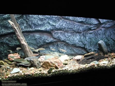 Image result for Native Fish Tank