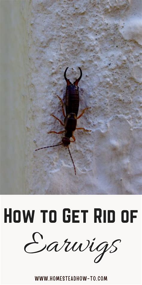 How To Get Rid Of Earwigs In Your Home And Garden
