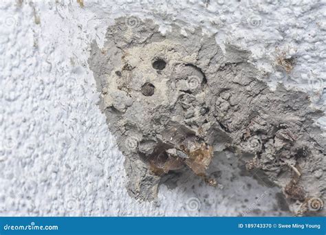 Abandoned Nest of the Mud Dauber Wasp Stock Photo - Image of digger ...