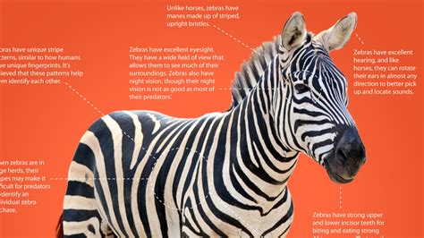 Unique Characteristics Of Zebra Stripes That Stun