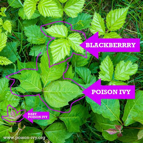 Blackberry, Another Poison Ivy Lookalike - poison-ivy.org | Poison ivy ...