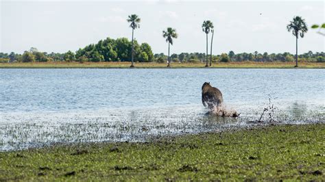 Protection of Ecosystem 的图像结果