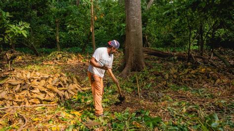 Cocoa Dusted Almonds » Cocoa Circle