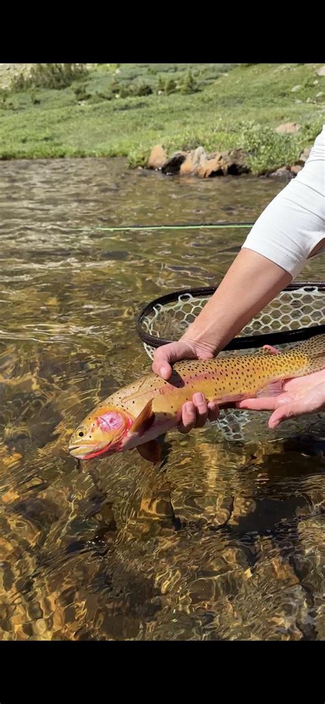 Image result for Muskin Fly Pattern