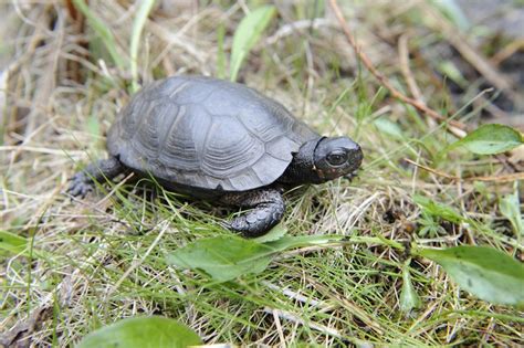 Image result for Dwarf Turtle