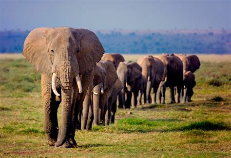 Import of live African elephants and hunting trophies restricted in the ...