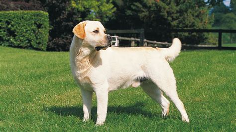 Labrador Retriever | Royal Canin IN
