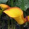 Image result for Red Calla Lily Flower