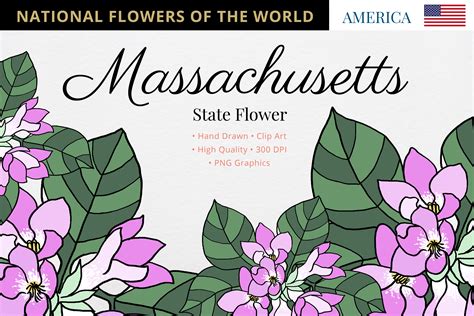 Massachusetts State Flower Graphic by Hanatist Studio · Creative Fabrica