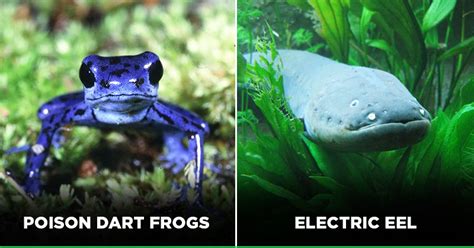 Animals In The Amazon Rainforest