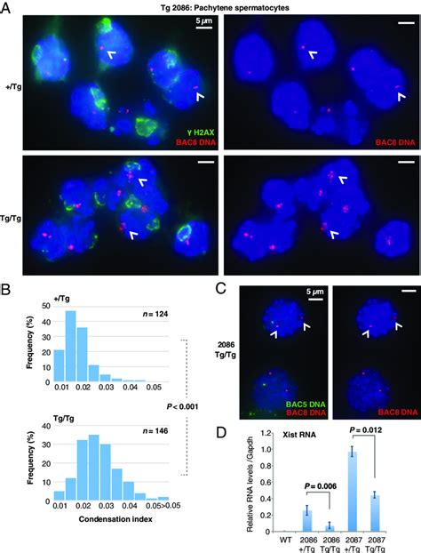 Image result for TG Genetic Modification