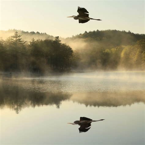 Great Blue Heron Spritual Meaning - Awakening State