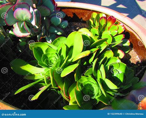 Massive Hens and Chicks Succulent Stock Photo - Image of vegetation ...