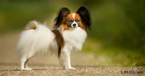 Papillon Dog Price In India (Dec 2024) - Best For Pets