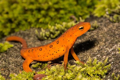 104 Things That Are Orange in Nature (Photos)