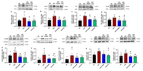 Agomelatine Mitigates Kidney Damage in Obese Insulin-Resistant Rats by ...