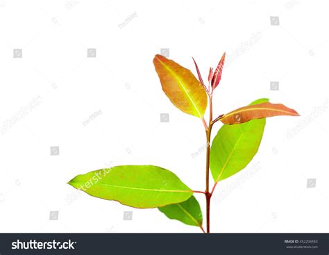 Image result for Eucalyplus Pulp