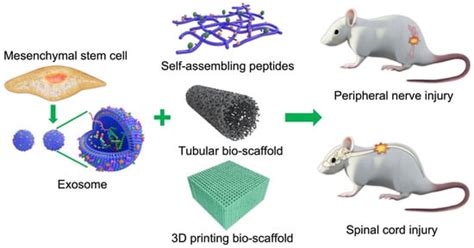 Bio-Scaffolds as Cell or Exosome Carriers for Nerve Injury Repair