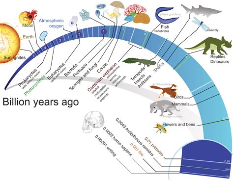 Life Evolution Chart 的图像结果
