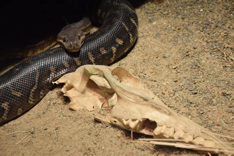 Image result for Centralian Python