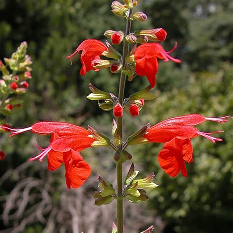 Buy CHUXAY GARDEN Salvia Coccinea-Blood Sage Lady-in-Red Salvia Texas ...