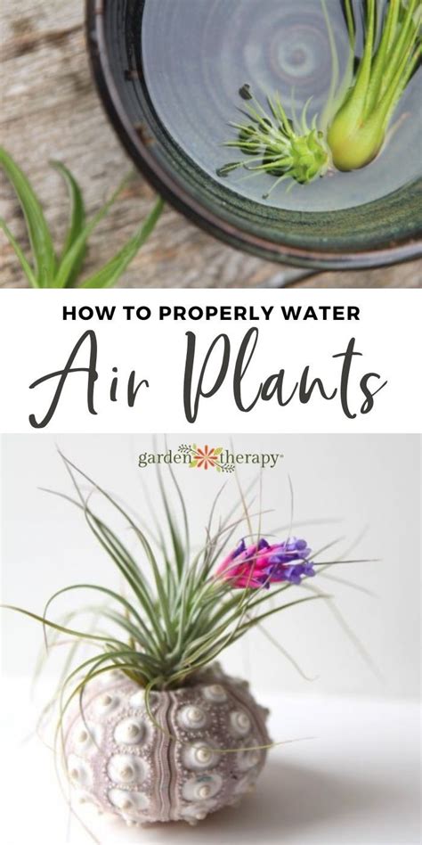 How to Properly Water Air Plants 的图像结果
