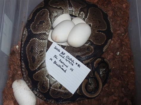Image result for Ball Python Clutch