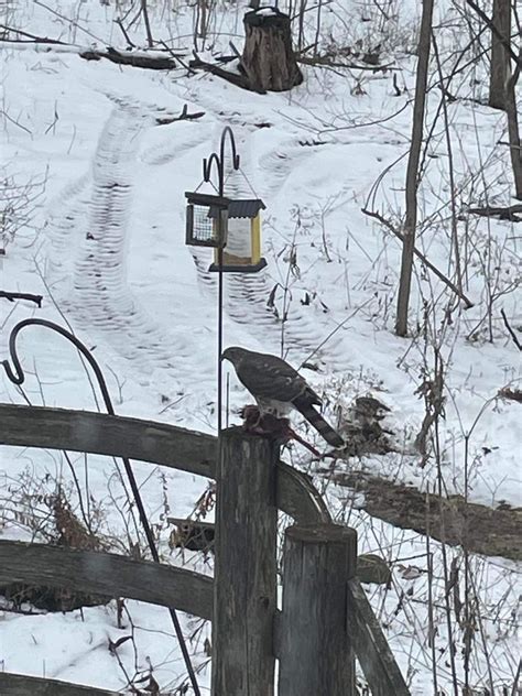 swooped in and ate a cardinal from the feeder, what is this guy? : r ...