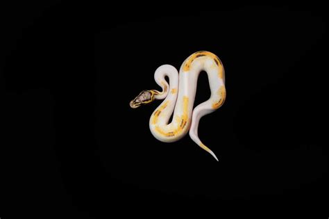 Highway Ball Python 的图像结果