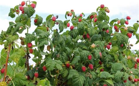 Image result for Raspberry Pruning Basics