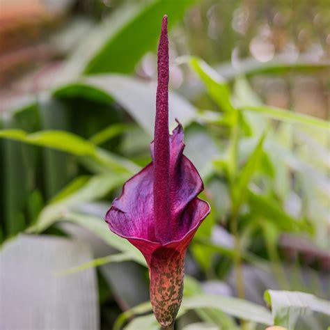 Image result for Coding Python Table Code
