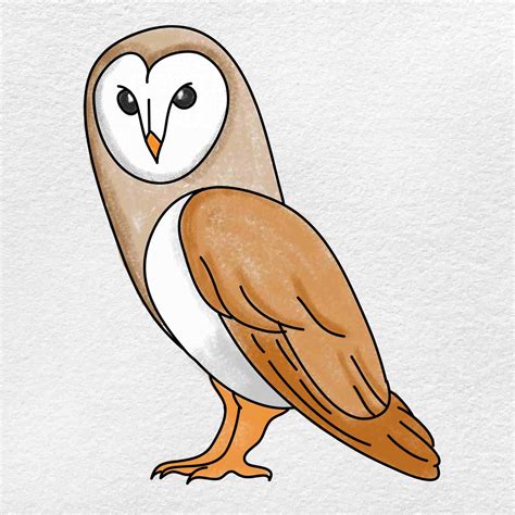 Barn Owl Drawing - HelloArtsy