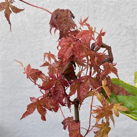 flashfire maple tree problems 的图像结果