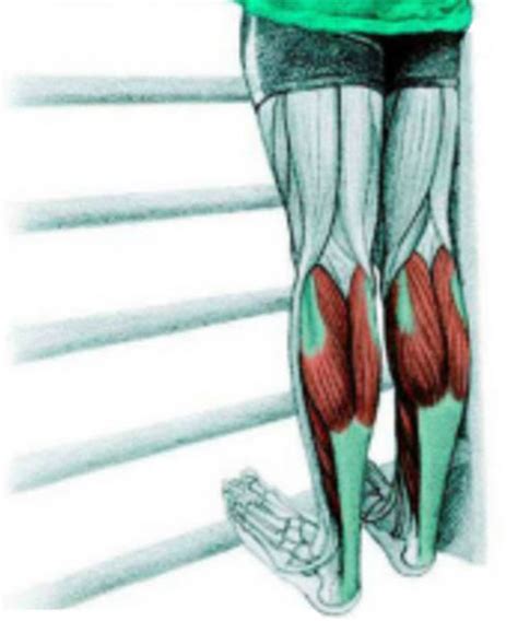 34 Amazing Illustrations That Show Which Muscle Groups Are Affected ...