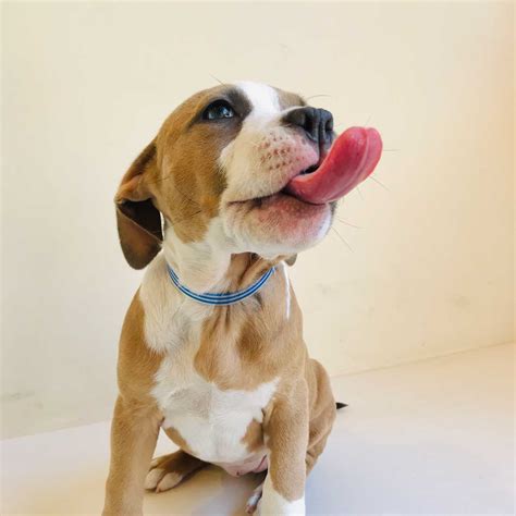 Giving – Make a Donation - Espanola Humane