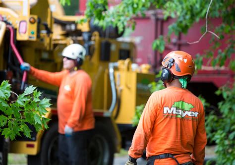Local Tree Removal Companies 的图像结果