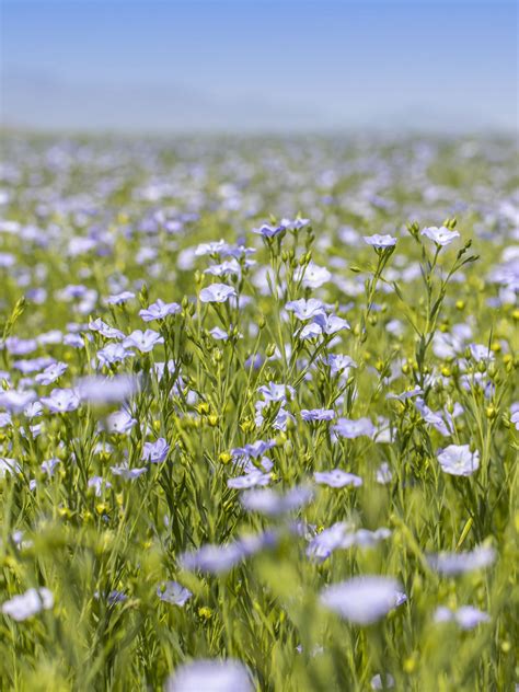 Premium Pure Linen Collection For Men and Women – Linen Trail