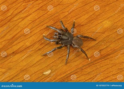 Trapdoor Spider of the Family Ctenizidae from Kanger Ghati National Park Stock Image - Image of ...