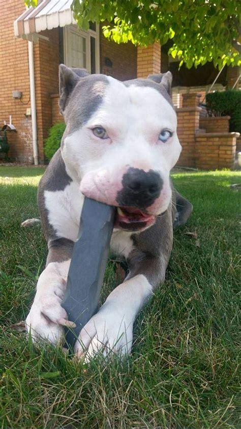 Buy Indestructibone Mega Max Virtually Indestructible Chew Toy for Dogs ...