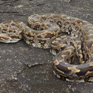 Image result for Indian Python Snake