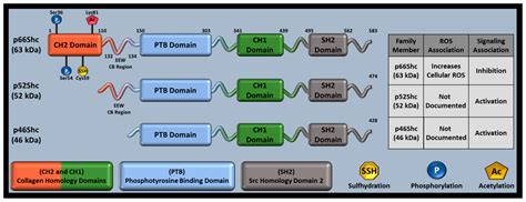 p66Shc in Cardiovascular Pathology