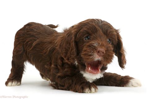 Image result for Cockapoo 1 Year Old